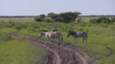 Dev bir fil yürüyor ve kameraya bakıyor.