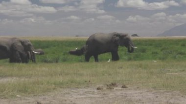 Filler otluyor, Amboseli Milli Parkı