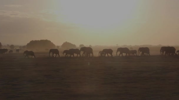 Elephant Heard Walking Sunset — Stock Video