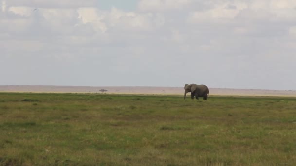 Osamělý Sloní Býk Savanských Pastvinách — Stock video