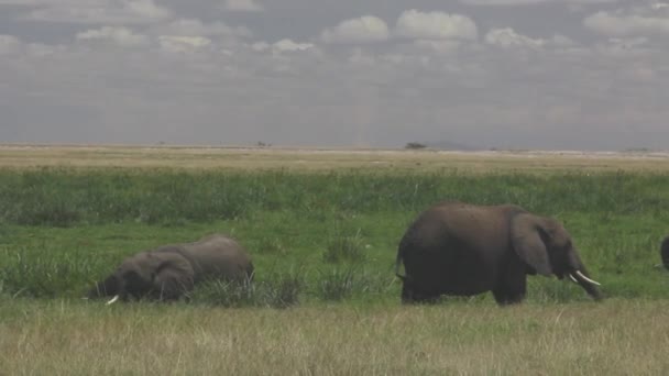 Éléphants Broutant Dans Lande — Video