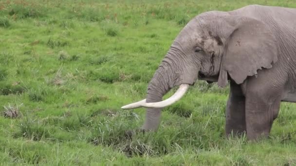 Big Tusker Grazing Grass — Stock Video