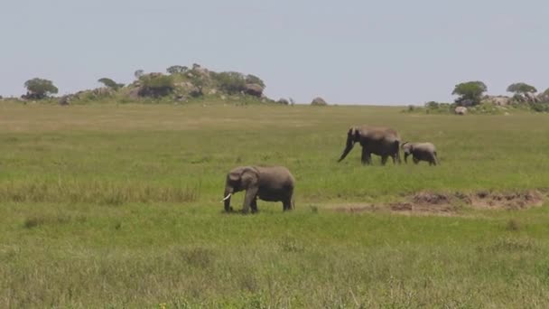 Elephants Grazing Grassy Savanna — Stock Video