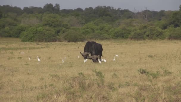 Búfalos Pastando Entre Garzas Ganado — Vídeo de stock
