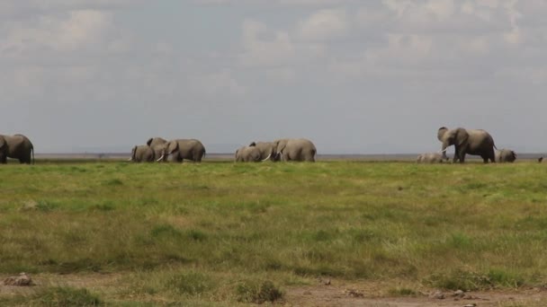 Troupeau Éléphants Broutant Dans Les Prairies — Video