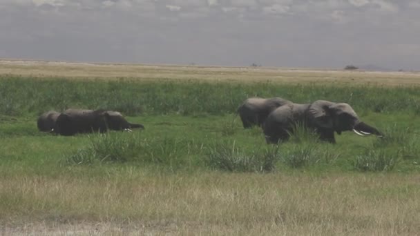 Elefantes Pastando Páramos — Vídeos de Stock