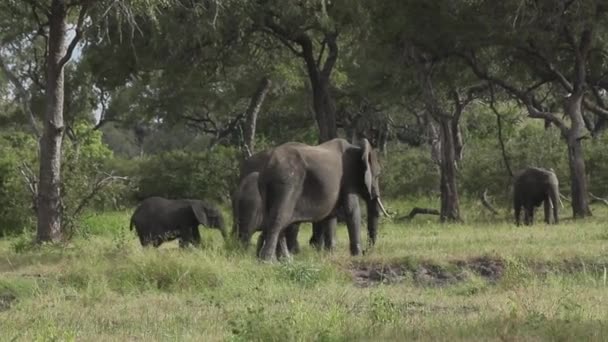 稀树草原森林中的大象科 — 图库视频影像