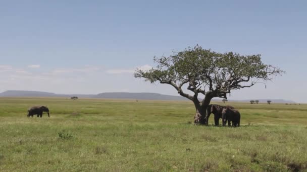 Elefantes Bajo Árbol Salchichas — Vídeo de stock