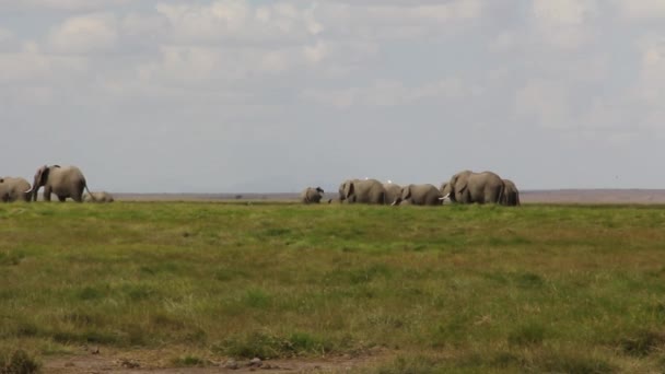 Elephant Herd Grazing Savanna Grassland — Stock Video
