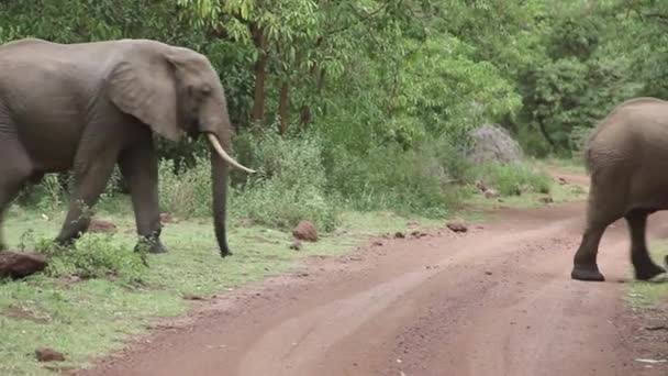 Słonie Przecinające Drogi Lesie — Wideo stockowe