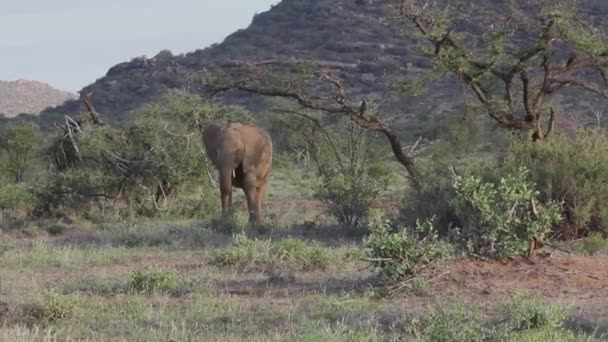 Éléphant Mangeant Herbe Dans Brousse — Video