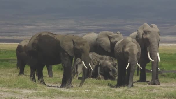 Famille Éléphants Protégeant Les Bébés — Video