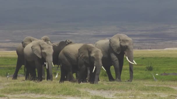 Familia Elefantes Hipopótamos — Vídeos de Stock