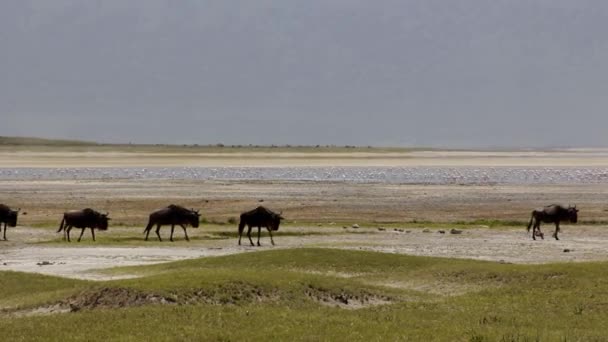 Wildebeest Andando Leito Seco — Vídeo de Stock