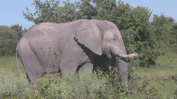 Foraggiamento Vacche Elefanti Botswana — Video Stock