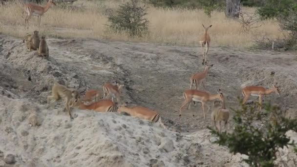 Impalas Babuinos Una Lamida Sal — Vídeos de Stock