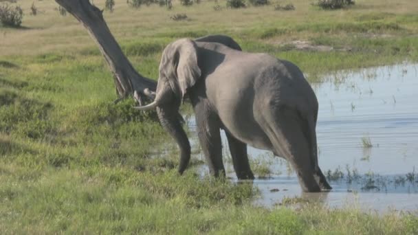 Слон Купається Африці — стокове відео