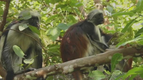 Kırmızı Kolobus Maymunları Ağaçta Oturuyor — Stok video