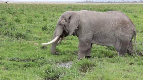 Jättestor Elefanttjur Äter Färskt Gräs Hedar — Stockvideo