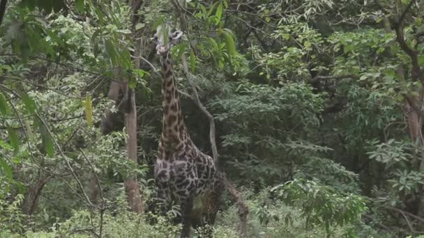 Żyrafa Jedząca Gęstym Lesie — Wideo stockowe