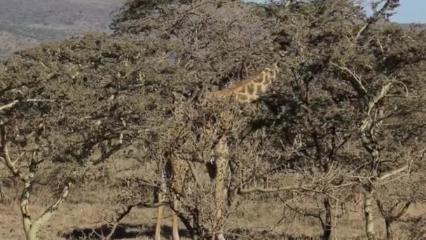 Jirafa Navegando Detrás Árboles Acacia — Vídeos de Stock