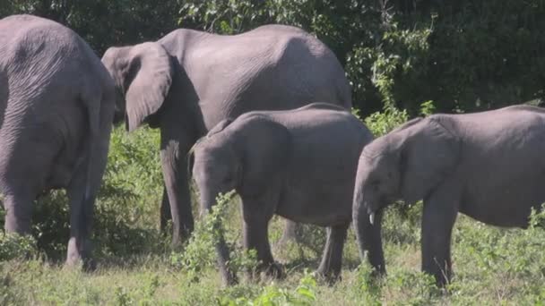Elefantes Jóvenes Pastando África — Vídeos de Stock