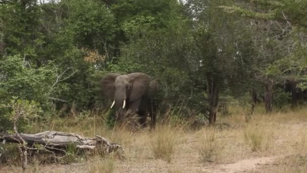 Слон Бика Саванному Лісі — стокове відео