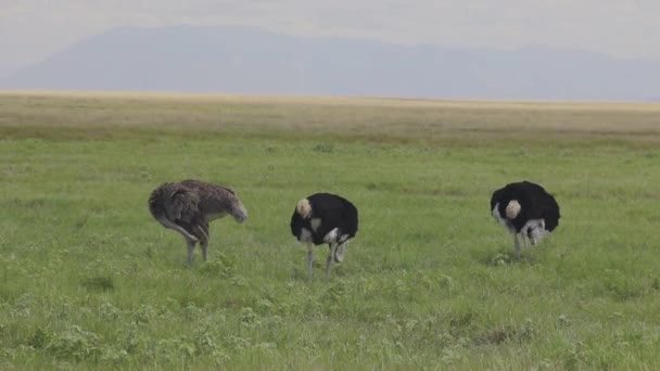 草原区的鸵鸟群 — 图库视频影像