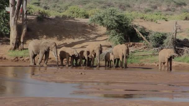 Elephant Family Drinking Riverbank — Stock Video
