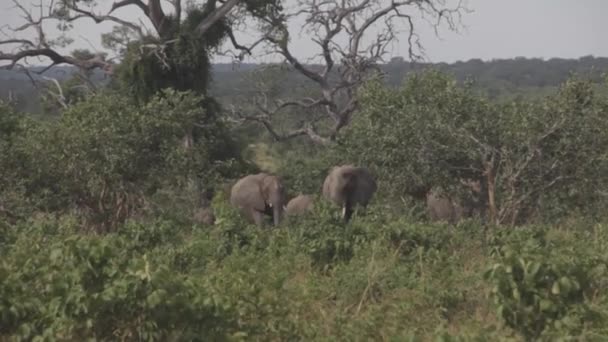 Сім Слонів Кущах — стокове відео