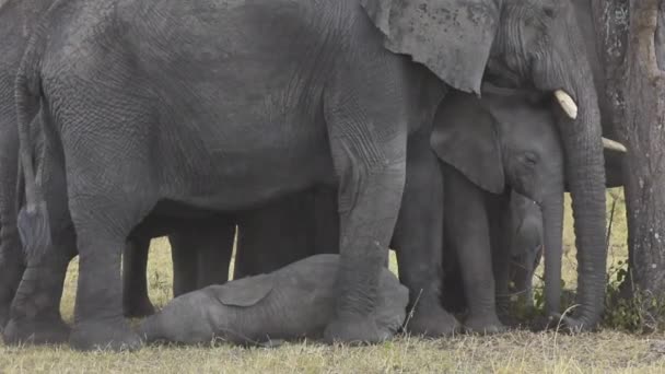 Дети Слонов Отдыхают Среди Взрослых — стоковое видео