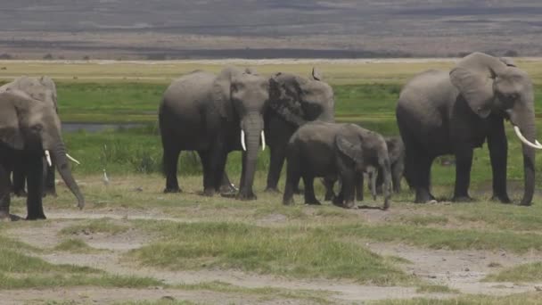 Pastoreo Familiar Elefantes Kenia — Vídeos de Stock
