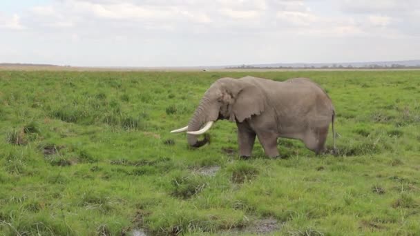 Taureau Éléphant Mangeant Herbe Dans Lande — Video