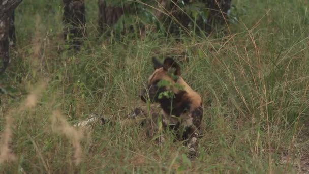草の中に座っているアフリカの狩猟犬 — ストック動画