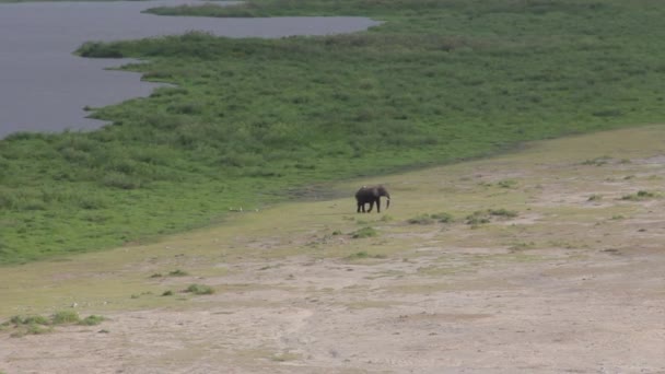 Слон Залишає Водну Діру Африка — стокове відео