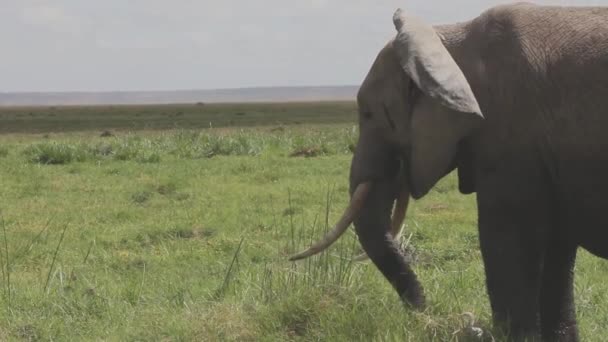 Éléphant Quittant Trou Eau Afrique — Video