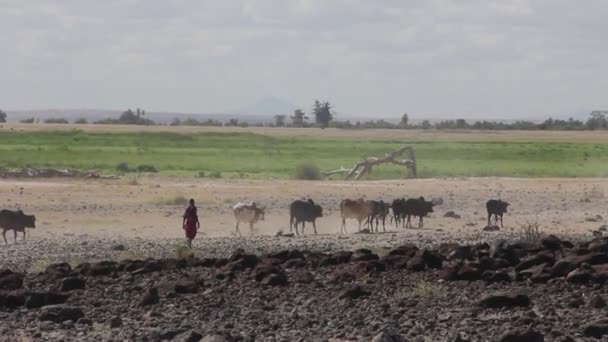 Maasai Dobytek Pastevec Walkingo — Stock video