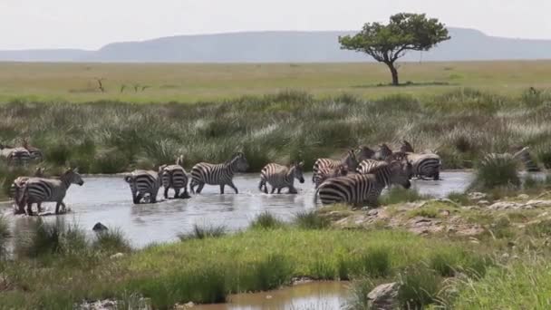 Zebra Besättning Vid Vattenhål — Stockvideo