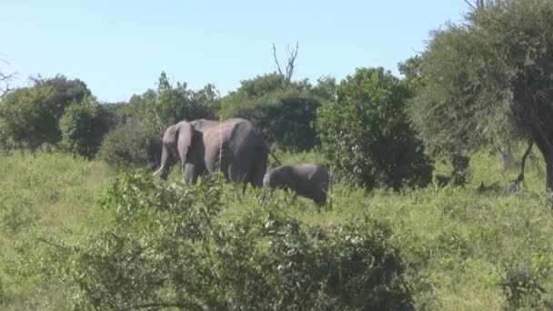 코끼리와 코끼리 — 비디오