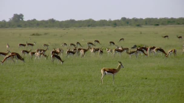 Mandria Springbok Pascolo Pianura Erbosa — Video Stock