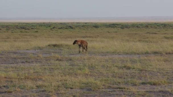 Hyena Går Fron Thomson Gasell — Stockvideo