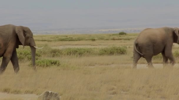 Слоны Идут Равнине — стоковое видео