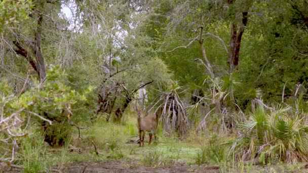 Waterbuck Samec Lese — Stock video