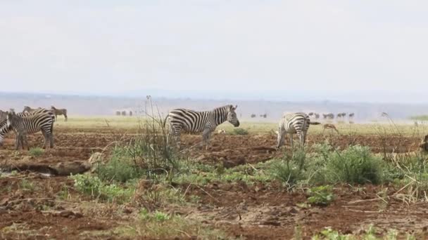 Samiec Waterbuck Lesie — Wideo stockowe