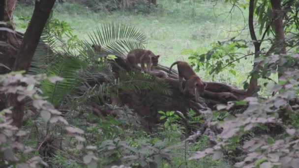 Ormanda Sıçanı Erkek — Stok video