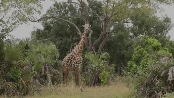 Żyrafa Odchodząca Krzewu — Wideo stockowe