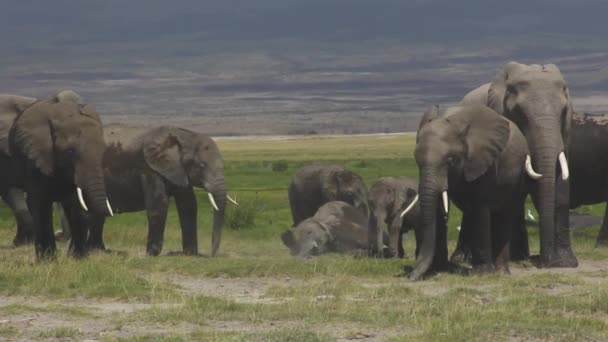 Jonge Olifant Grond Bij Familieleden — Stockvideo