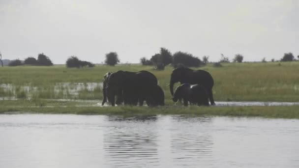 Слони Ходять Воді — стокове відео