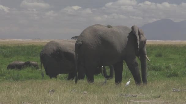 Olifanten Die Gras Eten Met Rundergrassen — Stockvideo