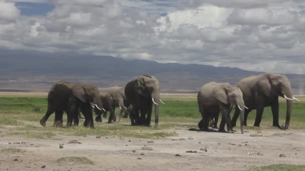 Elephant Family Walking Bare Ground — Stock Video
